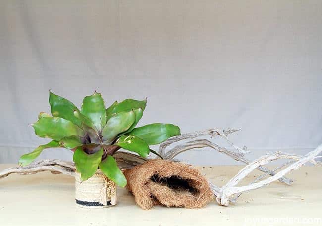 How To Grow Bromeliads On Driftwood | Joy Us Garden