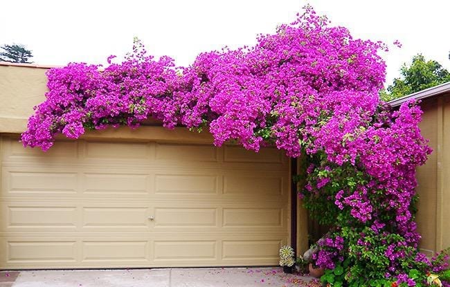 The Big Winter Pruning & Training Of My Bougainvillea