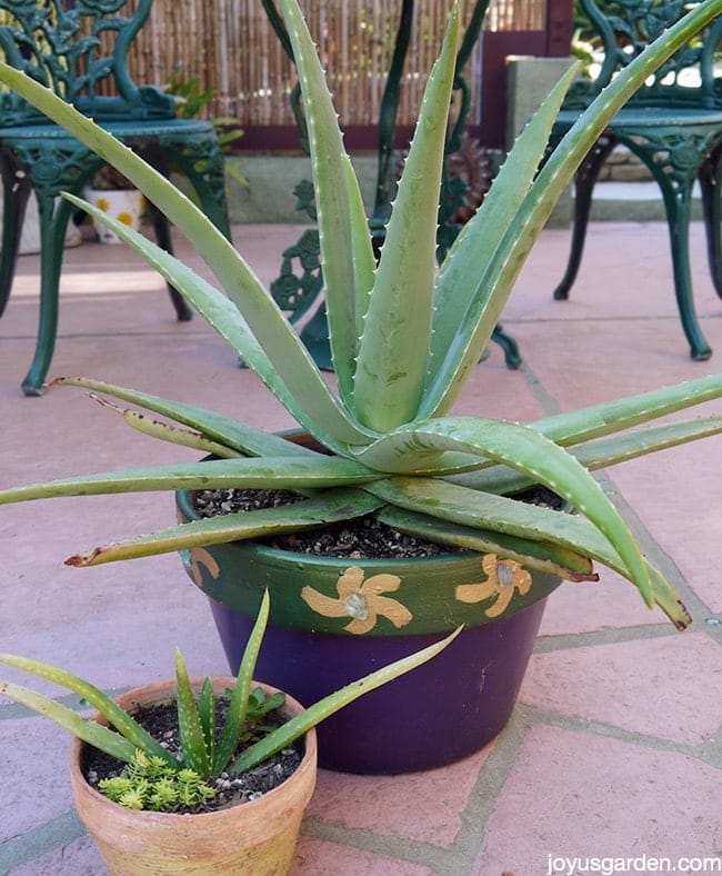 How To Care For Aloe Vera A Plant With Purpose