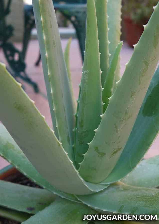 close up of the green plump leaves of an aloe vera plant