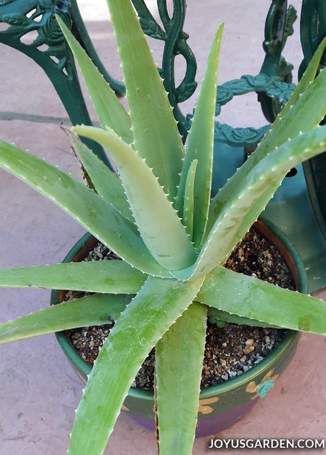 looking down at an aloe vera plant in a pot