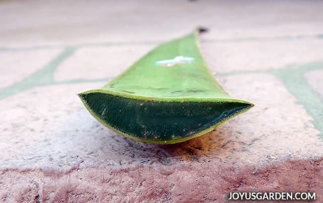 close up of a large aloe vera leaf full of gel which has been cut open