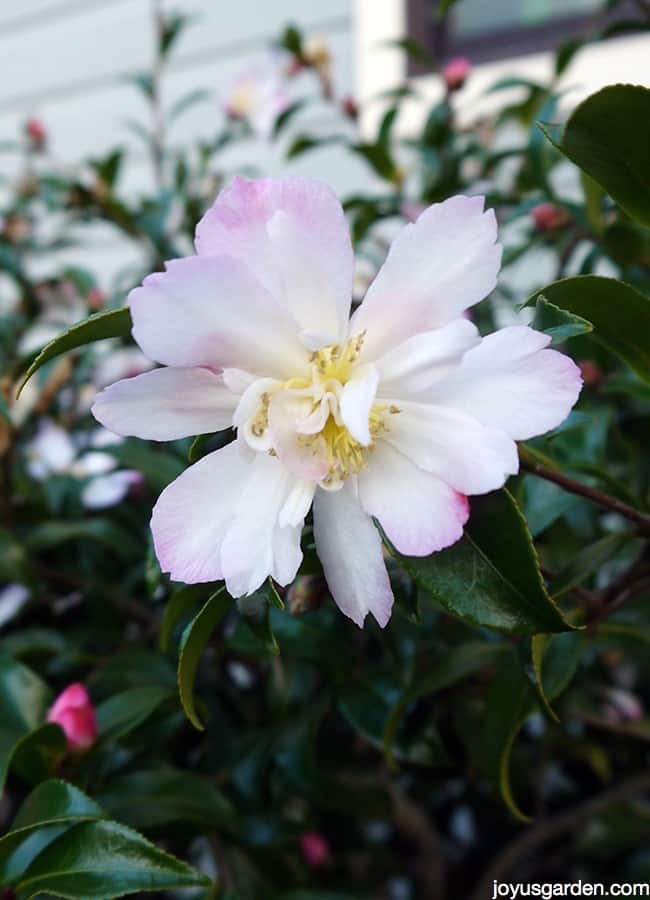 close up of single camellia flower this is camellia sasanqua apple blossom