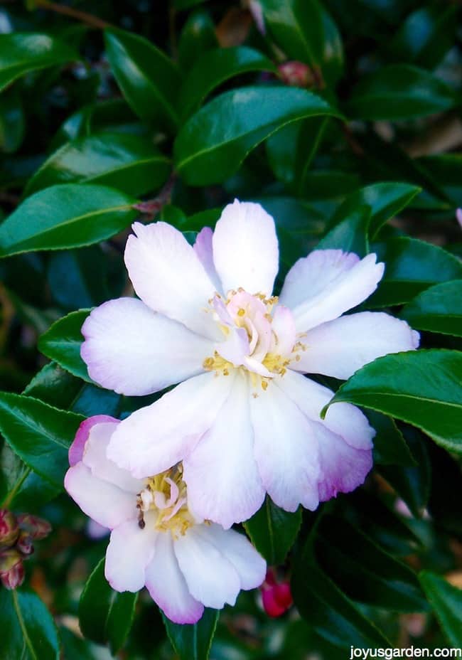 close up of beautiful camellia flowers this is camellia sasanqua apple blossom