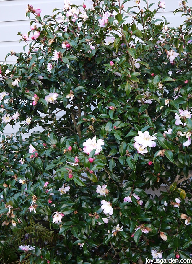 a camellia shrub in bloom with pink buds this is camellia sasanqua apple blossom