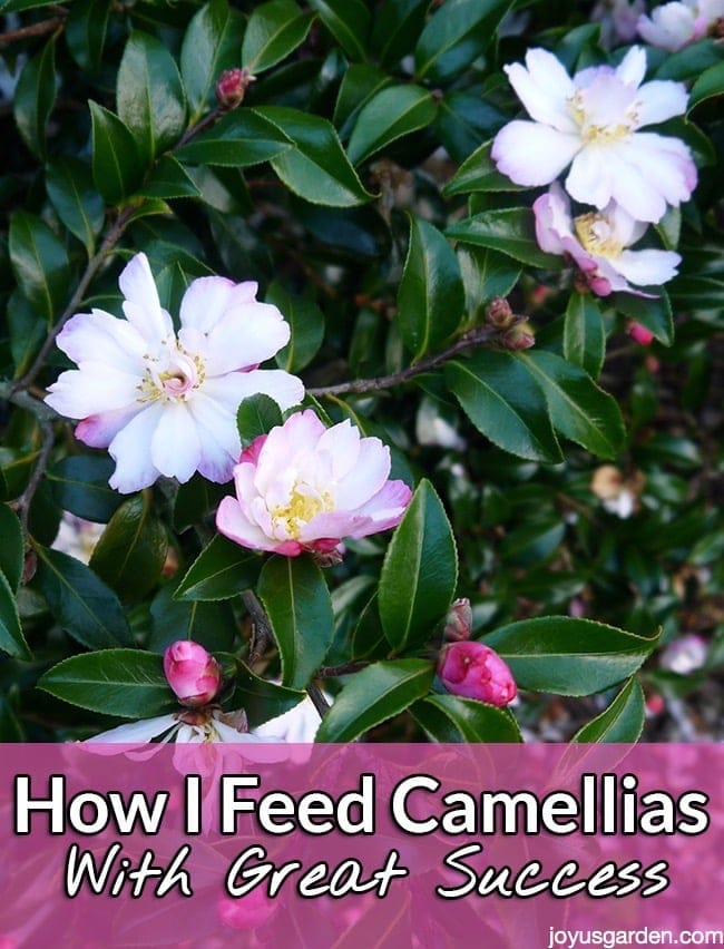 How I Feed Camellias With Great Success