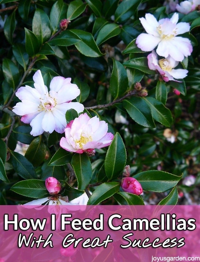 How to Feed Camellias With Great Success