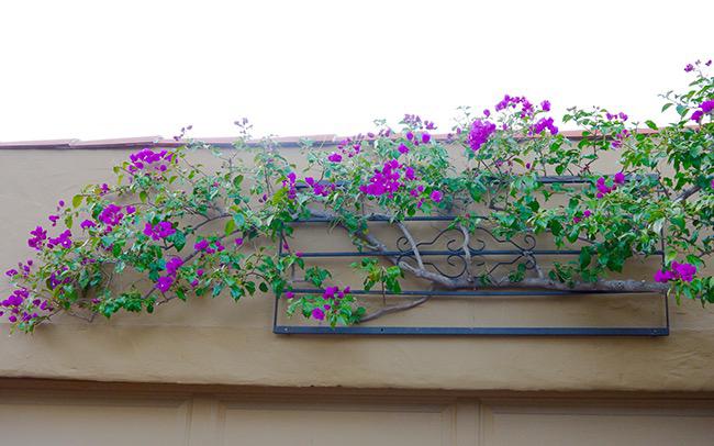 pruning training bougainvillea