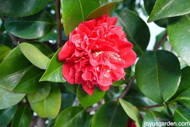 close up of a single red camellia flower