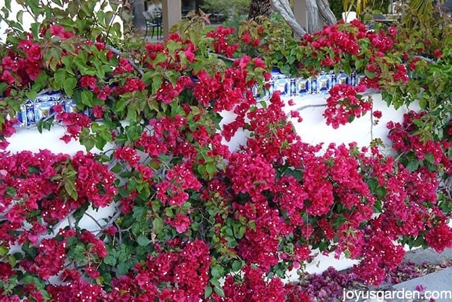 Bougainvillea Dropping Leaves
