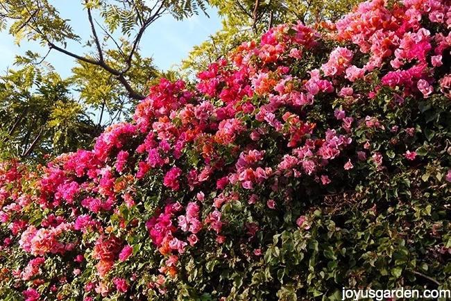 bougainvillea dropping yellow leaves bougainvillea dropping yellow leaves