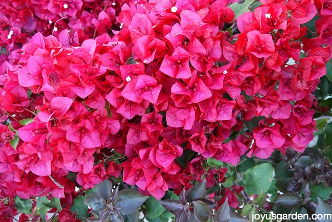 bougainvillea dropping yellow leaves