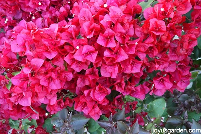 bougainvillea dropping yellow leaves bougainvillea dropping yellow leaves