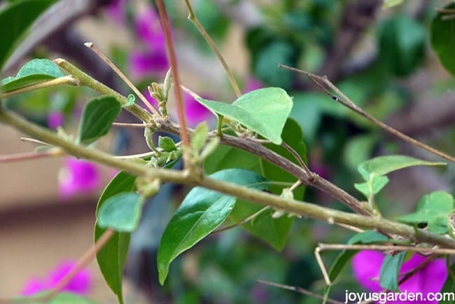 bougainvillea dropping yellow leaves bougainvillea dropping yellow leaves