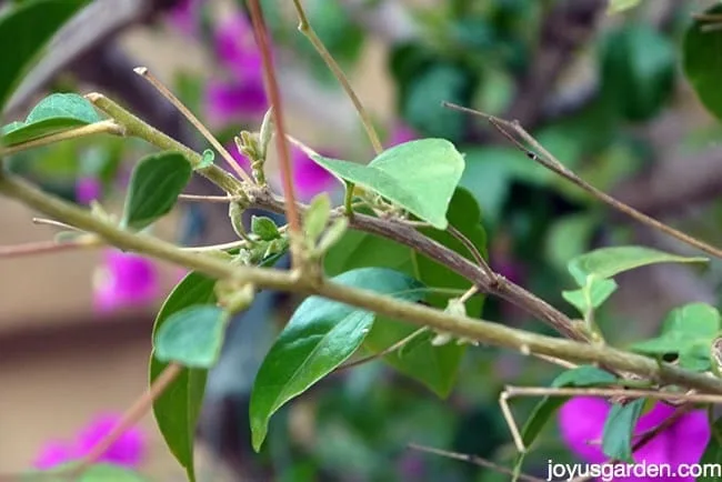 bougainvillea dropping yellow leaves bougainvillea dropping yellow leaves
