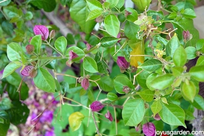 bougainvillea dropping yellow leaves bougainvillea dropping yellow leaves