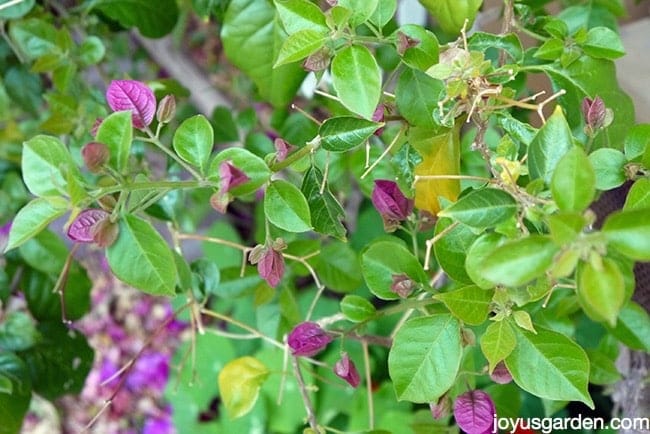 close up of bougainvillea branches with some buds & a few yellow leaves