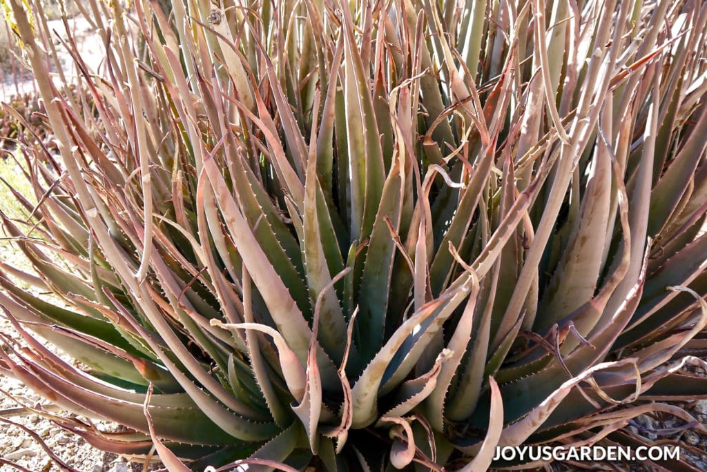 a large aloe vera plant which has turned orange/brown from environmental stress