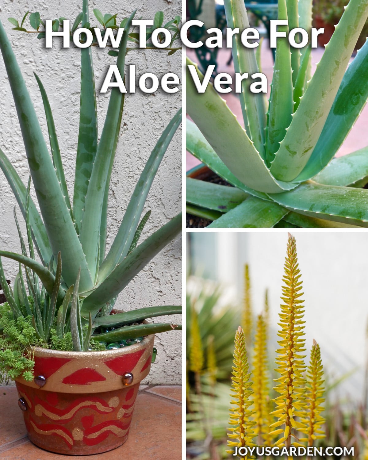 a collage of 2 aloe vera plants & 1 of yellow aloe vera flowers the text reads how to care for aloe vera