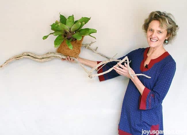 An Easy Way to Grow Bromeliads on Driftwood or a Branch