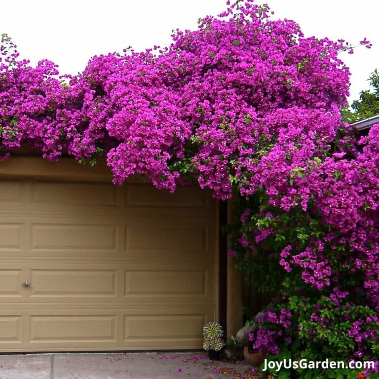 Bougainvillea Leaves Problems Yours May Have + Causes