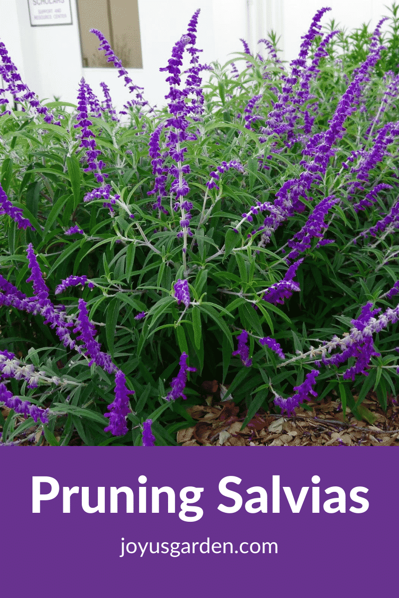 Pruning Salvias Pruning and Trimming 3 Different Types of Salvias