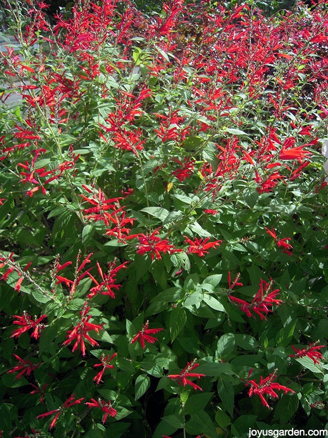 a large salvia elegans pineapple sage with red flowers in full bloom