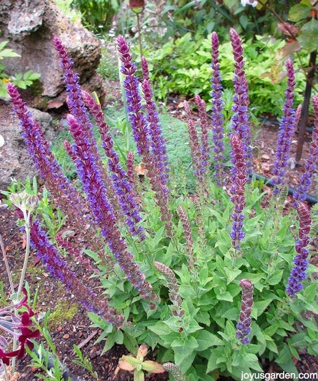 salvia nemerosa may night with lots of blue flowers in a garden