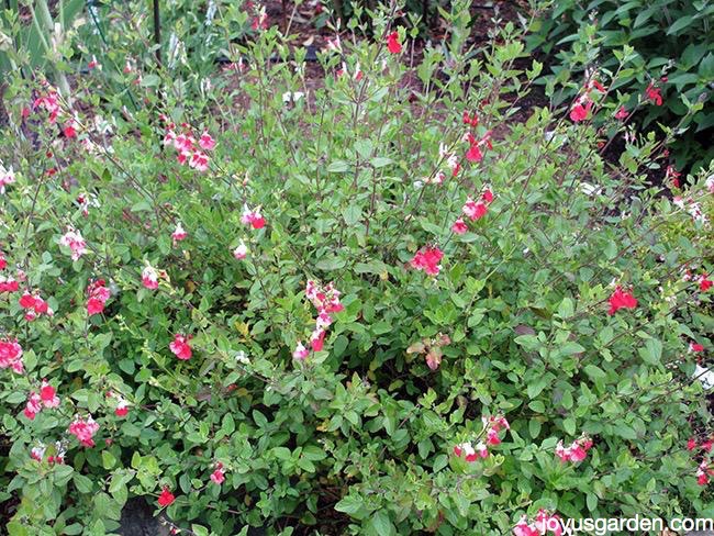 salvia microphylla hot lips with red & white flowers growing in a garden