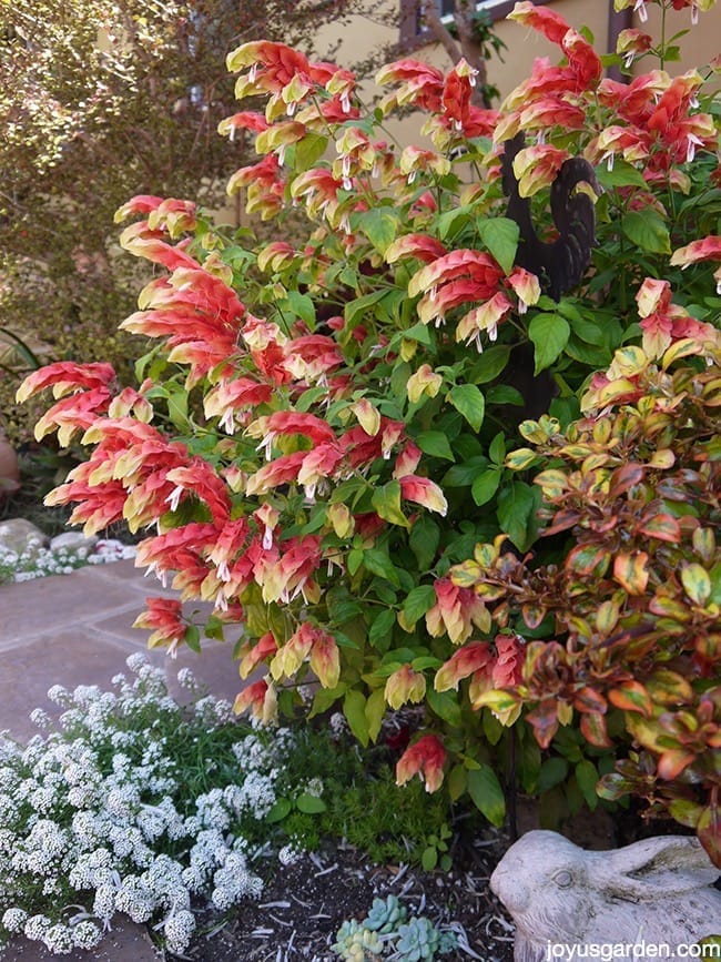 shrimp plant pruning