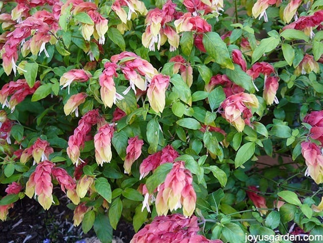 Shrimp Plant Needs a Good Pruning Every Year