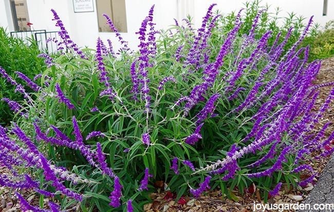 Pruning Salvias: How To Prune 3 Different Types of Salvias