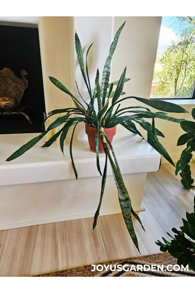 A snake plant propagated from leaf cuttings sits on a fireplace hearth.