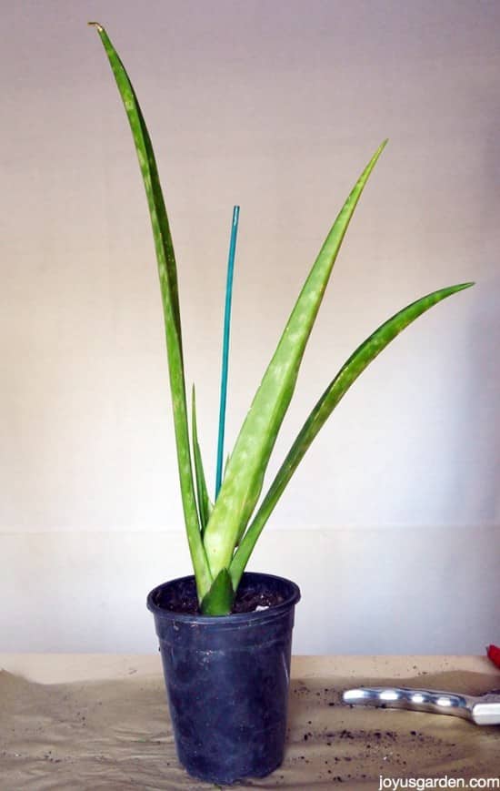this is how topropagate sansevierias snake plants