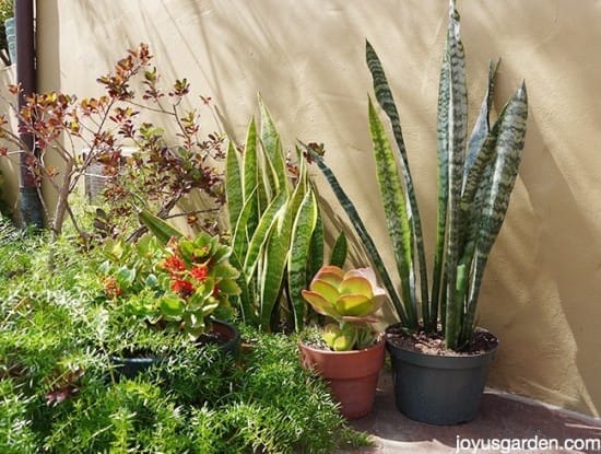 2 snake plants sansevierias grow outdoors with 2 kalanchoes & an asparagus fern