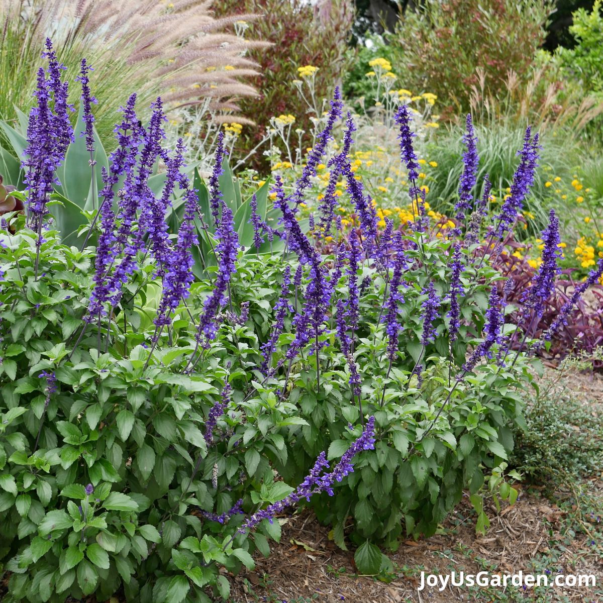 a beautiful garden bed in santa barbara ca with a large salvia indigo spires with deep blue flowers in full bloom
