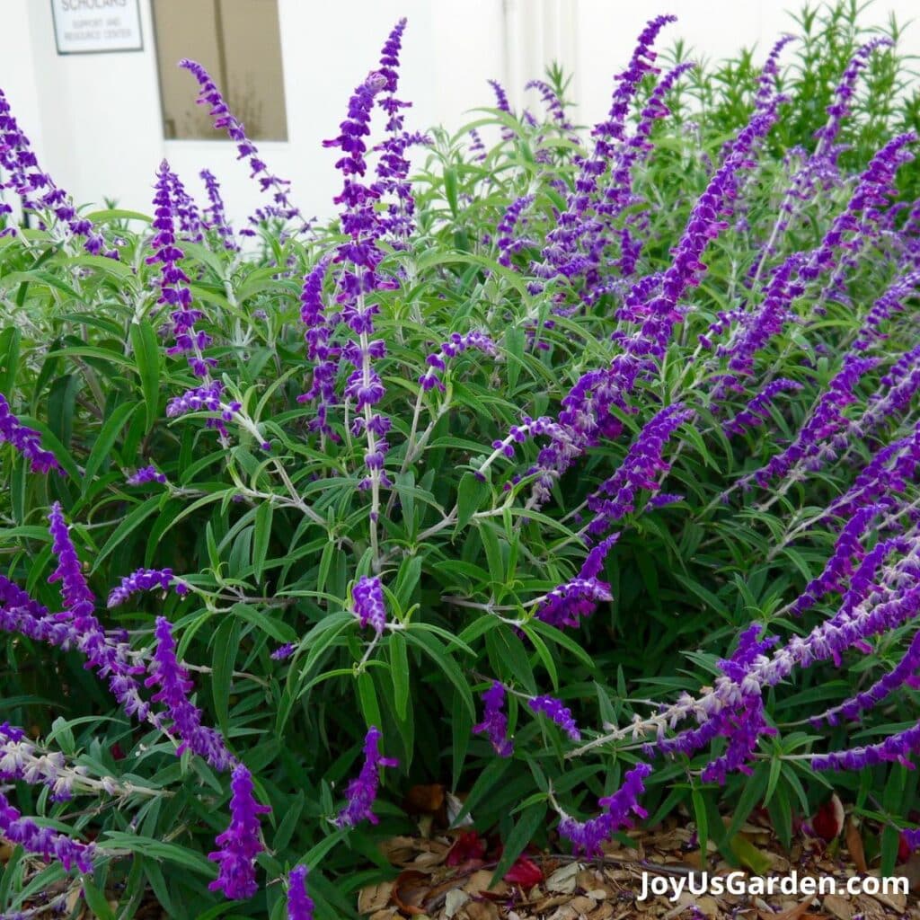 Pruning Salvias How To Prune 3 Different Types of Salvias