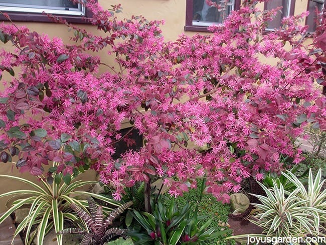 Side yard in Santa Barbara