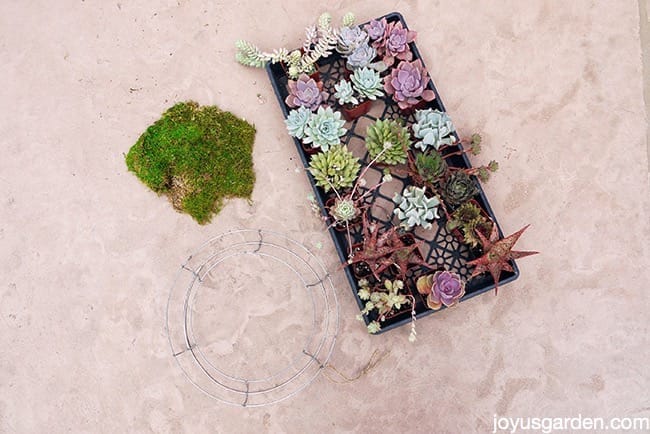 living succulent wreath craft