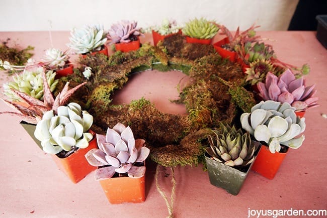 living succulent wreath DIY