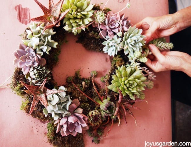 living succulent wreath DIY