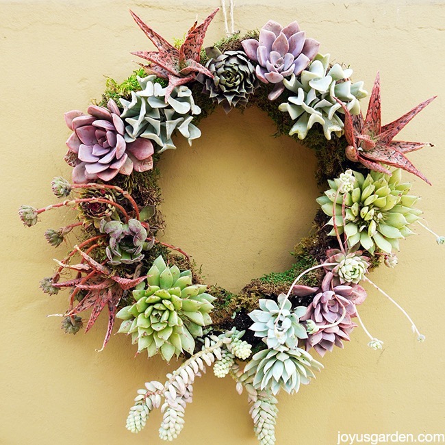 living succulent wreath