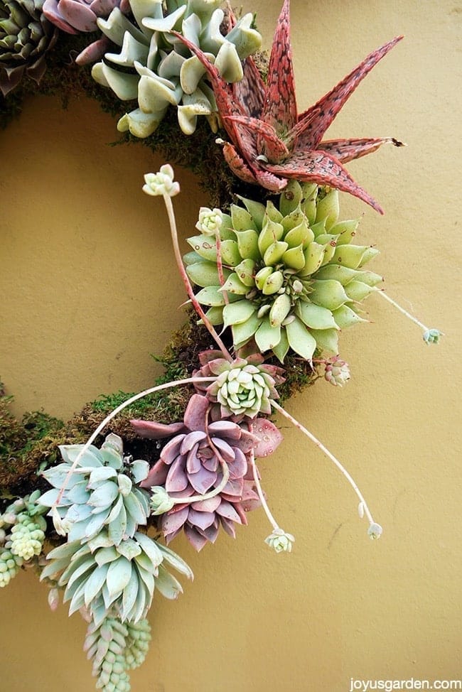 living succulent wreath