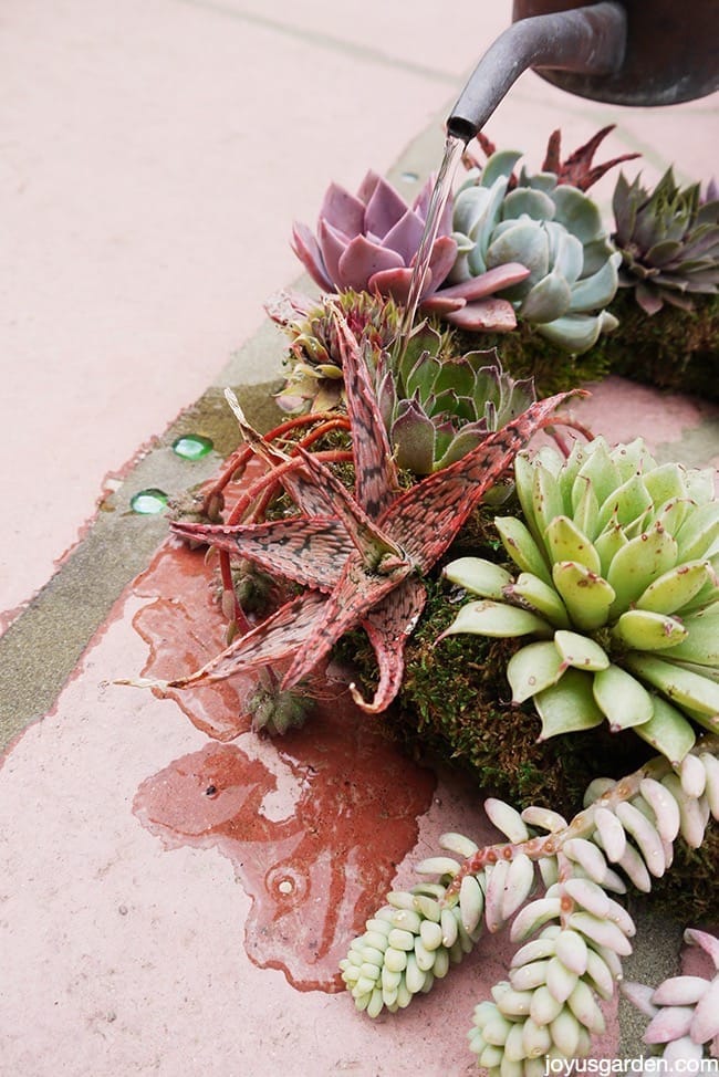 succulent wreath care