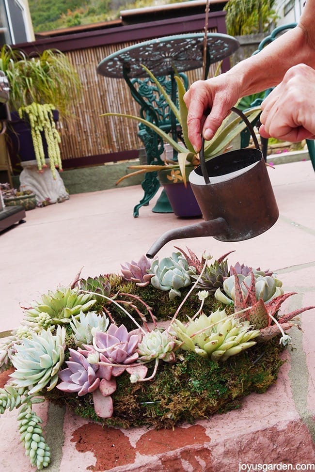 succulent wreath care