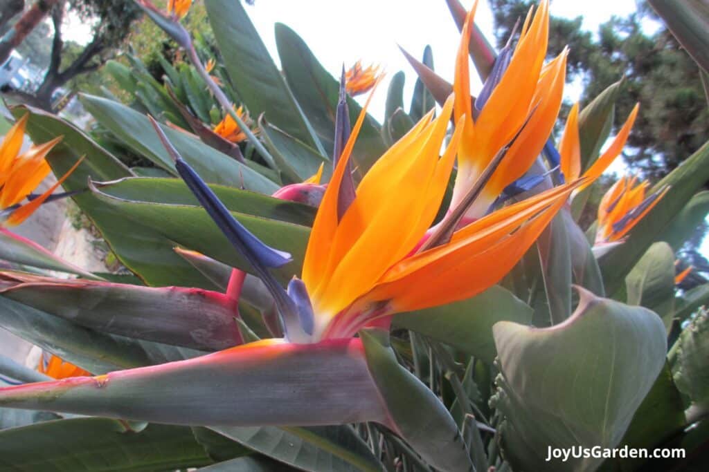 Close up photo of the fire orange flowers on a bird of paradise. 