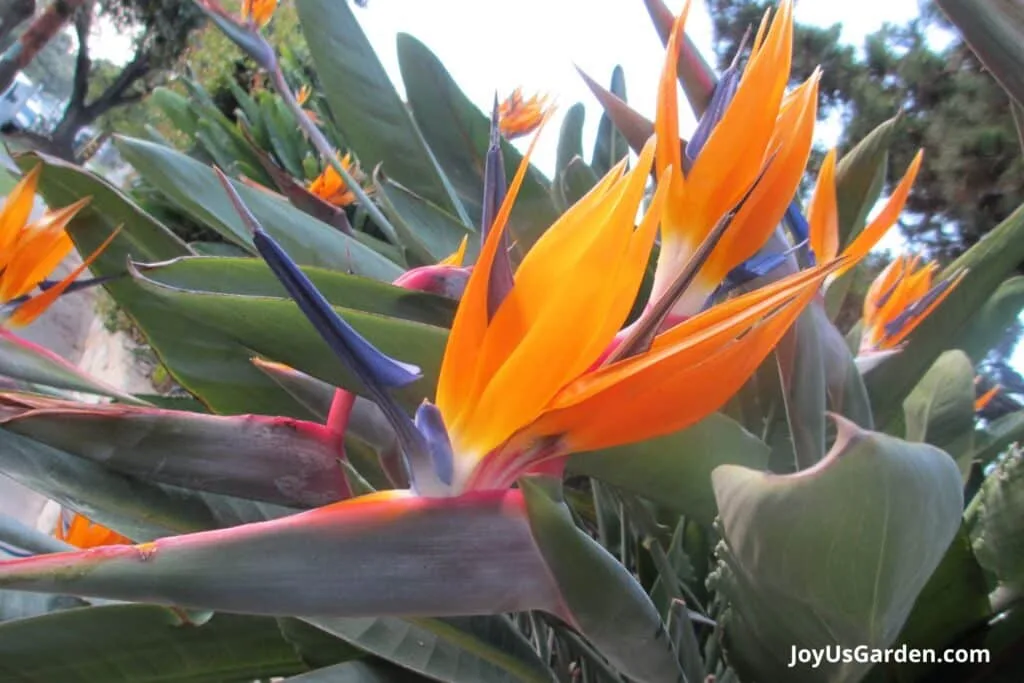 Close up photo of the fire orange flowers on a bird of paradise.