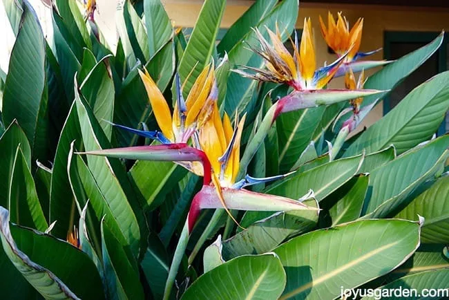 Double-headed Bird of paradise plant grows outdoors a second flower is emerging out of the first flower.