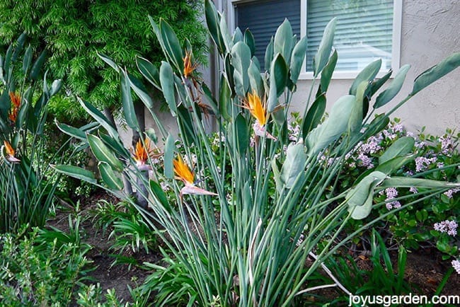 Bird of paradise plant care