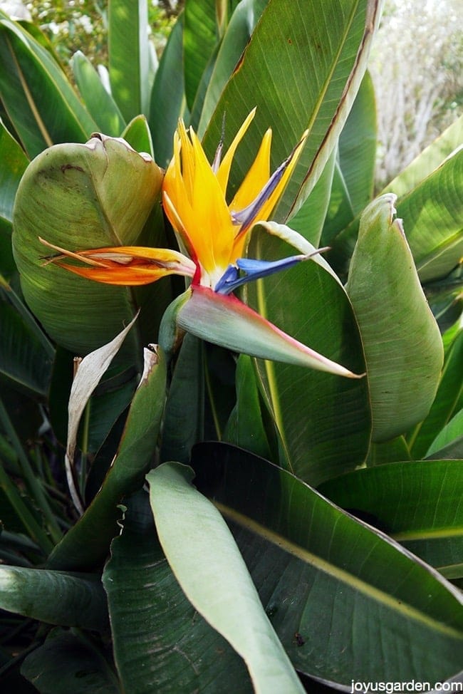 Bird of paradise plant care - Brown Edges